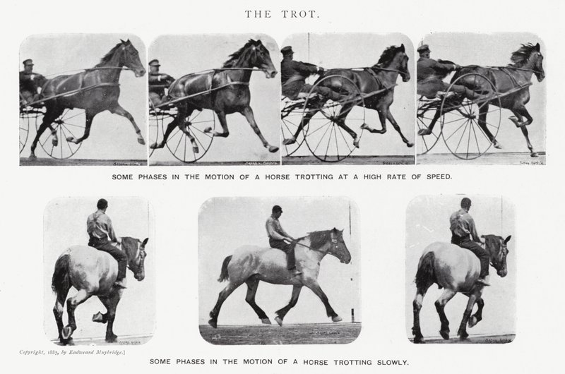 Eadweard Muybridge: The Trot (s/v foto) av Eadweard Muybridge