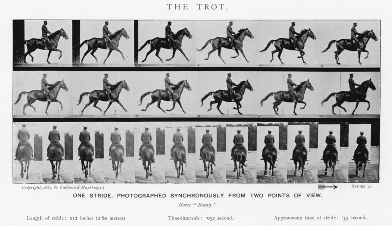 Eadweard Muybridge: The Trot (s/v foto) av Eadweard Muybridge