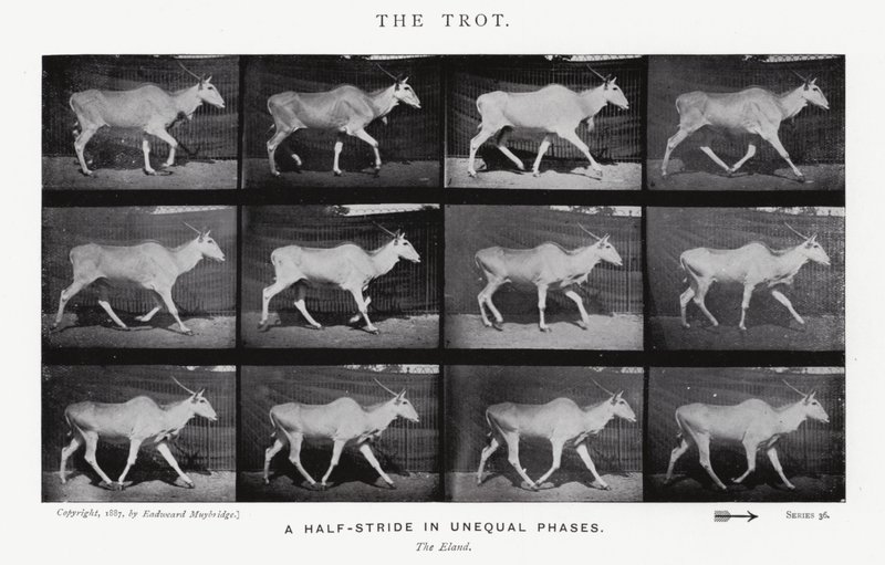 Eadweard Muybridge: The Trot (s/v foto) av Eadweard Muybridge