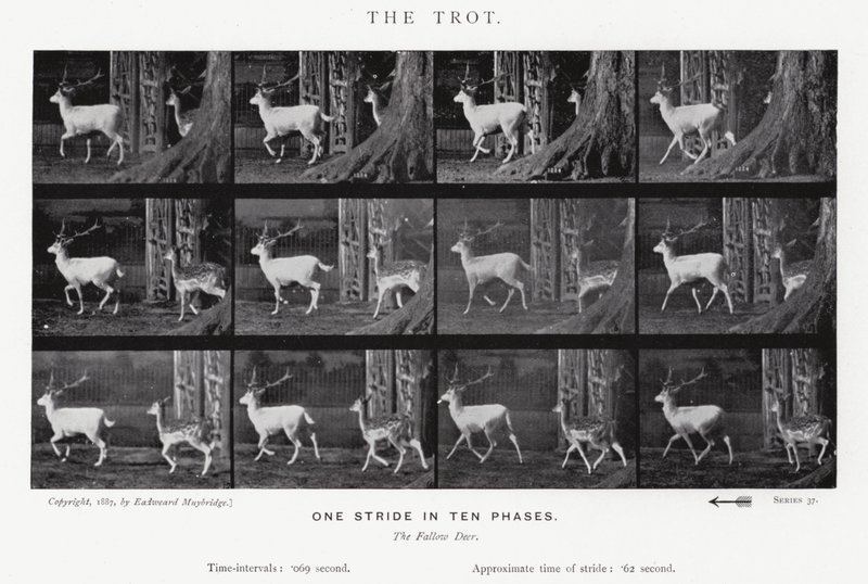 Eadweard Muybridge: The Trot (s/v foto) av Eadweard Muybridge