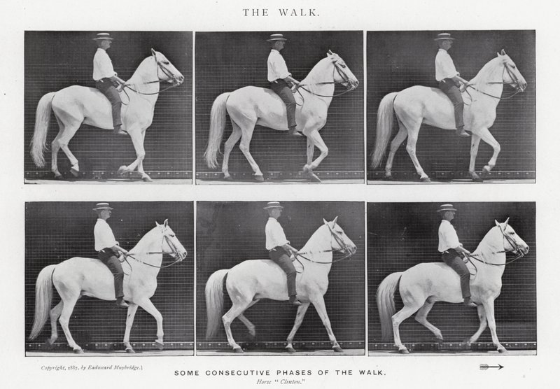 Eadweard Muybridge: The Walk (s/v foto) av Eadweard Muybridge