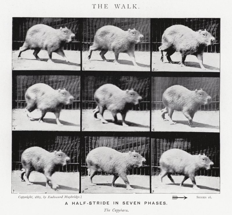 Eadweard Muybridge: The Walk (s/v foto) av Eadweard Muybridge