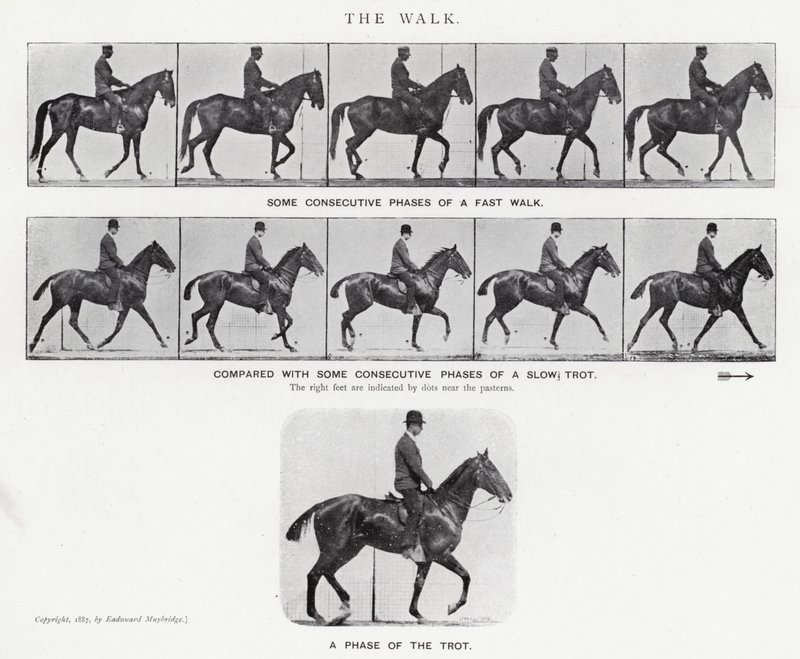 Eadweard Muybridge: The Walk (s/v foto) av Eadweard Muybridge