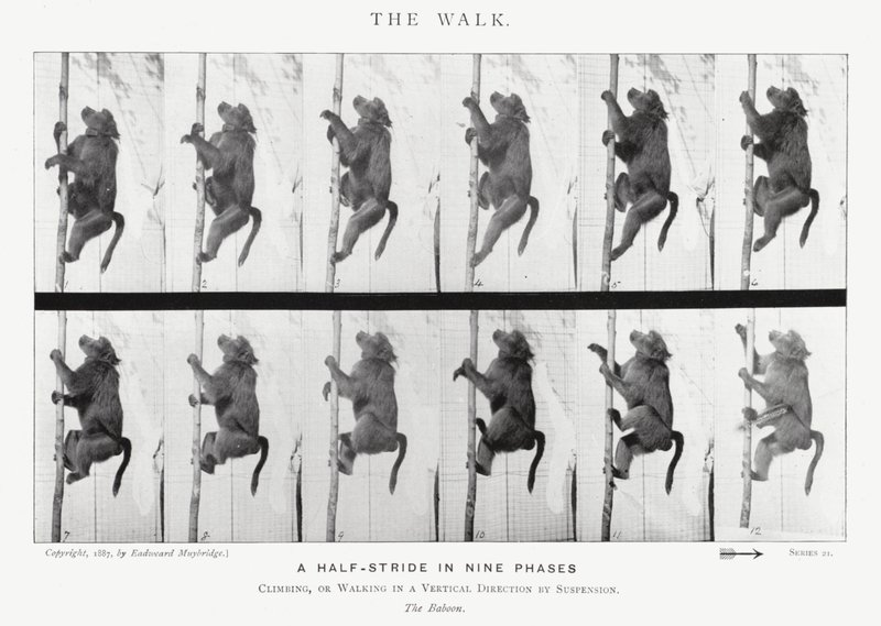 Eadweard Muybridge: The Walk (s/v foto) av Eadweard Muybridge