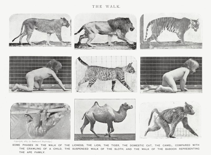 Eadweard Muybridge: The Walk (s/v foto) av Eadweard Muybridge