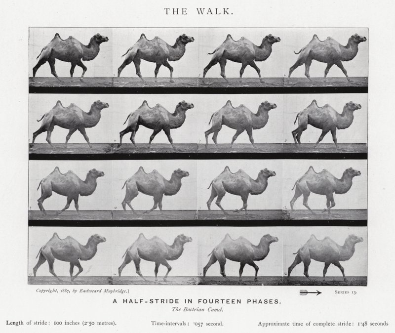 Eadweard Muybridge: The Walk (s/v foto) av Eadweard Muybridge