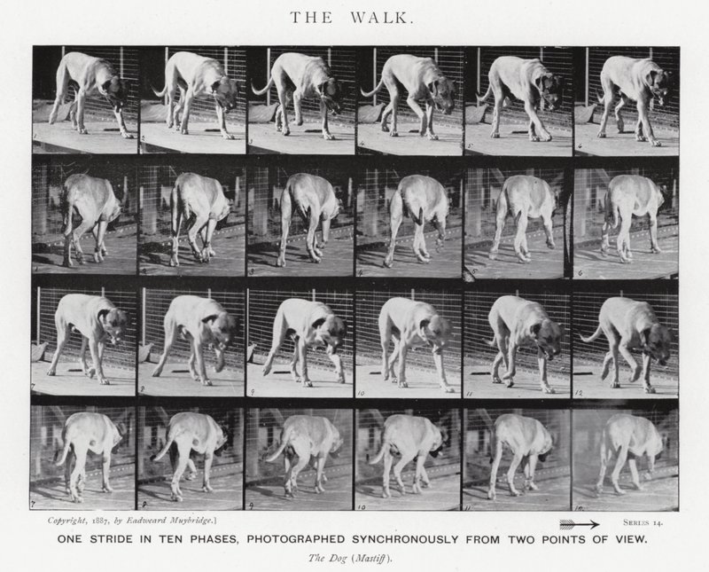 Eadweard Muybridge: The Walk (s/v foto) av Eadweard Muybridge