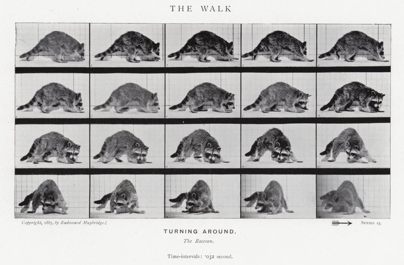Eadweard Muybridge: The Walk (s/v foto) av Eadweard Muybridge