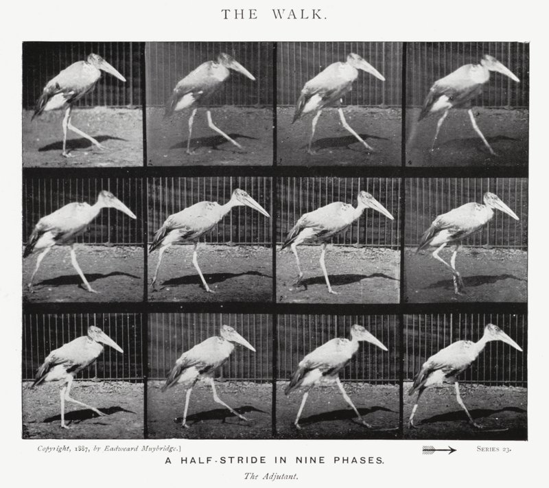Eadweard Muybridge: The Walk (s/v foto) av Eadweard Muybridge