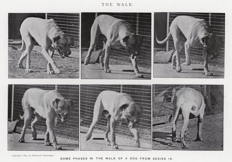 Eadweard Muybridge: The Walk (s/v foto) av Eadweard Muybridge