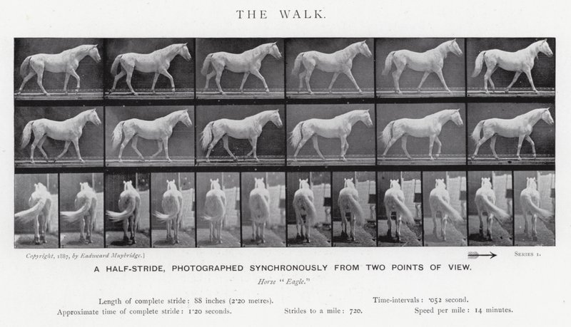 Eadweard Muybridge: The Walk (s/v foto) av Eadweard Muybridge