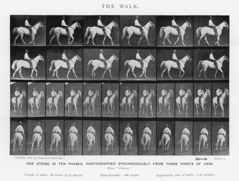 Eadweard Muybridge: The Walk (s/v foto) av Eadweard Muybridge