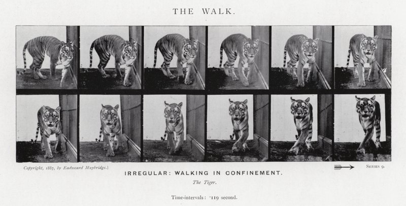 Eadweard Muybridge: The Walk (s/v foto) av Eadweard Muybridge