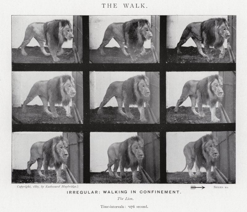 Eadweard Muybridge: The Walk (s/v foto) av Eadweard Muybridge