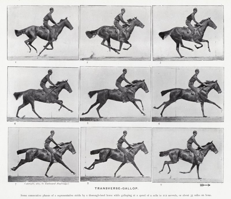 Eadweard Muybridge: Transverse-Gallop (s/v foto) av Eadweard Muybridge
