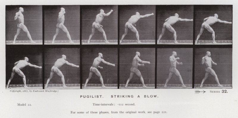 The Human Figure in Motion: Pugilist, slår ett slag (s/v foto) av Eadweard Muybridge