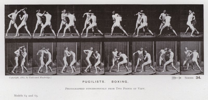 The Human Figure in Motion: Pugilists, Boxing (s/v foto) av Eadweard Muybridge