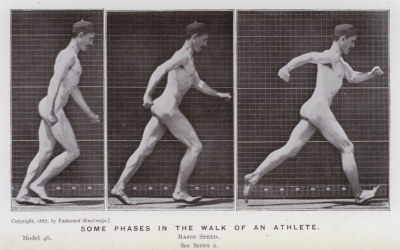 Den mänskliga figuren i rörelse: Några faser i en idrottsmans gång (s/v foto) av Eadweard Muybridge