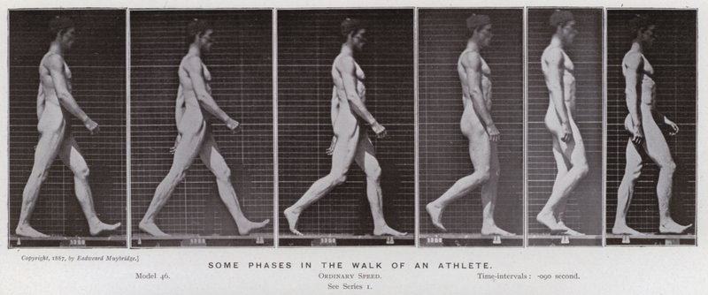 Den mänskliga figuren i rörelse: Några faser i en idrottsmans gång (s/v foto) av Eadweard Muybridge