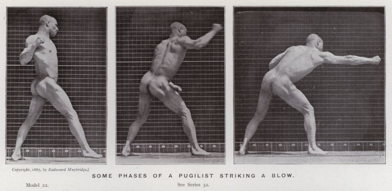 Den mänskliga figuren i rörelse: Några faser av en pugilist som slår ett slag (s/v foto) av Eadweard Muybridge