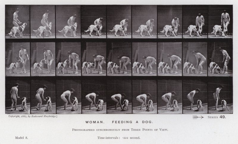 Den mänskliga figuren i rörelse: Kvinna som matar en hund (s/v foto) av Eadweard Muybridge