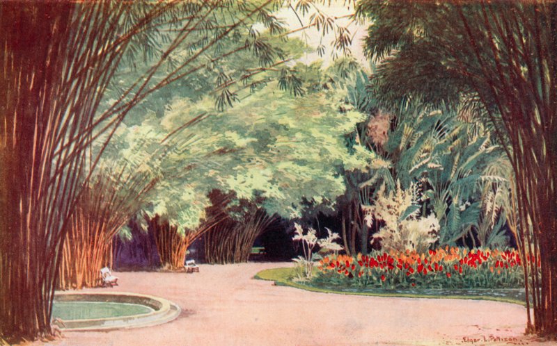 A Bamboo Grove, Botanical Gardens (färg litho) av Edgar L. Pattison
