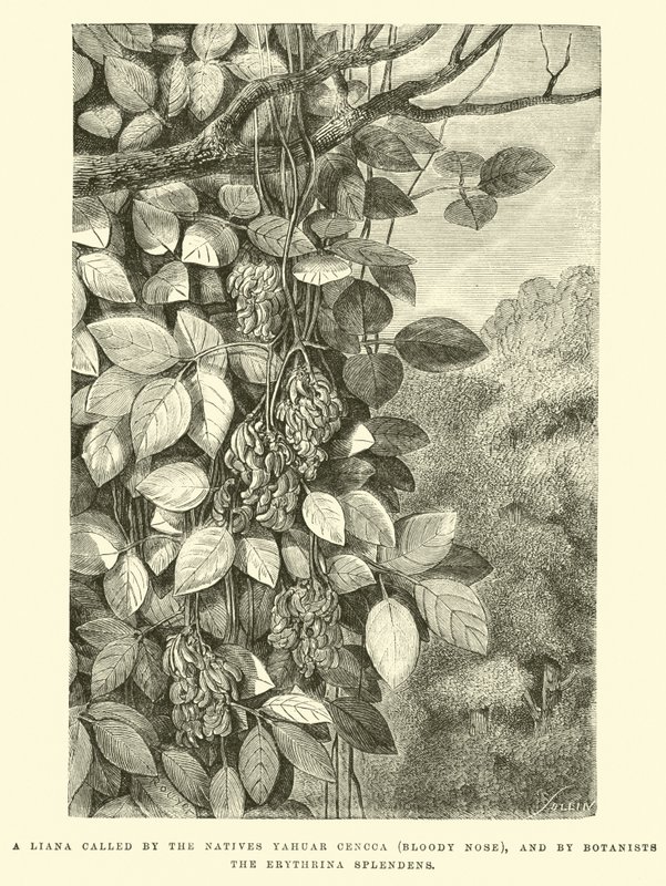 En Liana kallad av infödingarna Yahuar Cencca (blodnäsa), och av botanister för Erythrina splendens av Edouard Riou