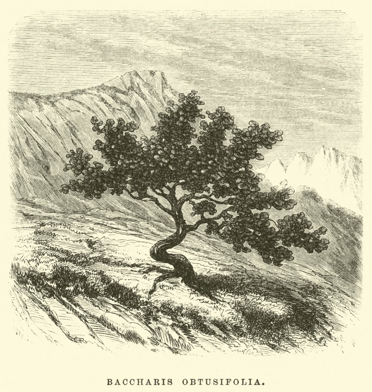 Baccharis obtusifolia av Edouard Riou