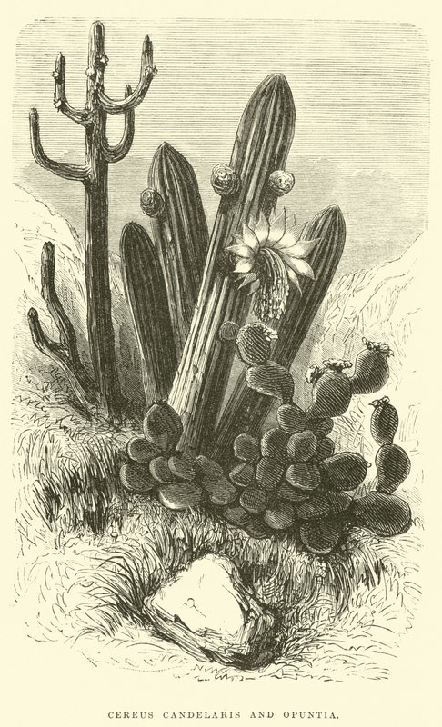 Cereus Cadelaris och Opuntia av Edouard Riou