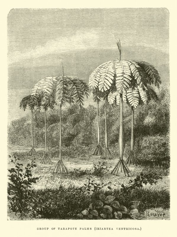 Grupp av Tarapote palmer, Iriartea ventricosa av Edouard Riou