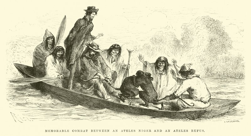 Minnesvärd strid mellan en Ateles niger och en Ateles rufus av Edouard Riou