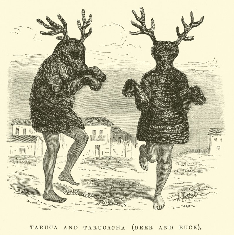 Taruca och Tarucacha, rådjur och bock av Edouard Riou