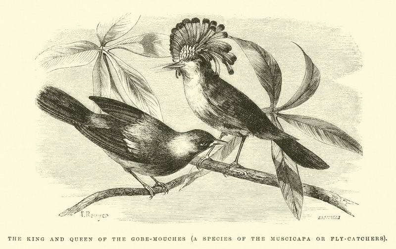Kungen och drottningen av Gobe-mouches, en art av Muscicapa eller flugfångare av Edouard Riou