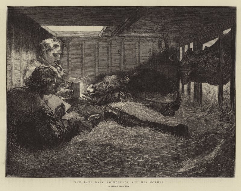 Den sena noshörningen och hans mor av Edward John Gregory