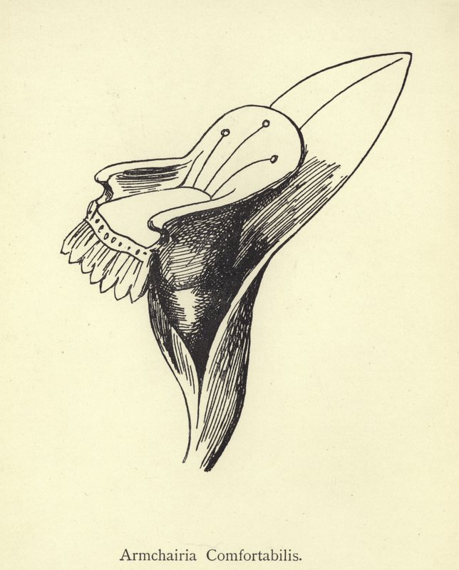 Fåtölj Comfortabilis av Edward Lear