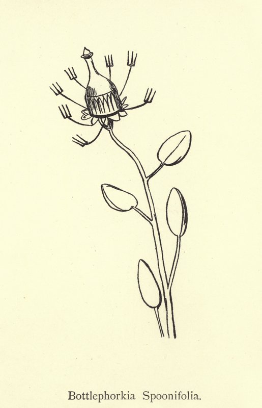 Flaskorkia Spoonifolia av Edward Lear
