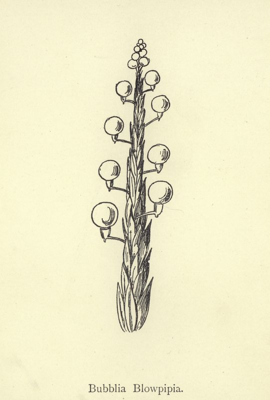 Bubblia Blowpipia av Edward Lear