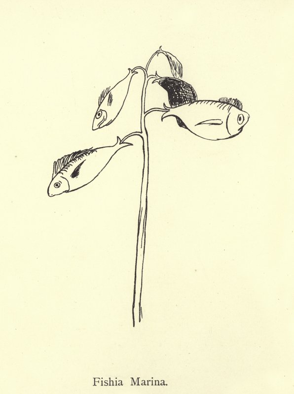 Marinan i Fishia av Edward Lear
