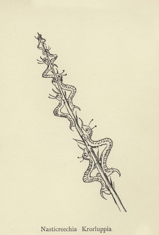 Nasticreechia Krorluppia av Edward Lear