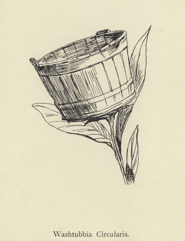 Washtubbia cirkulär av Edward Lear