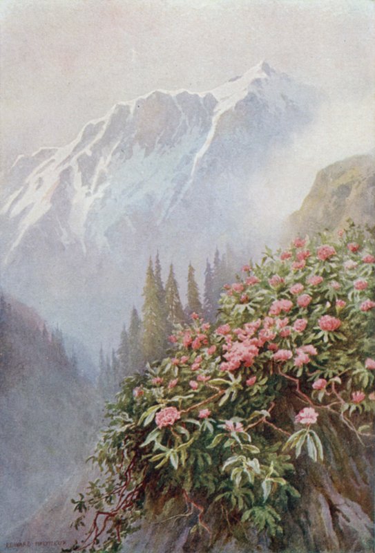 Vilda Rhododendron av Edward Mary Joseph Molyneux