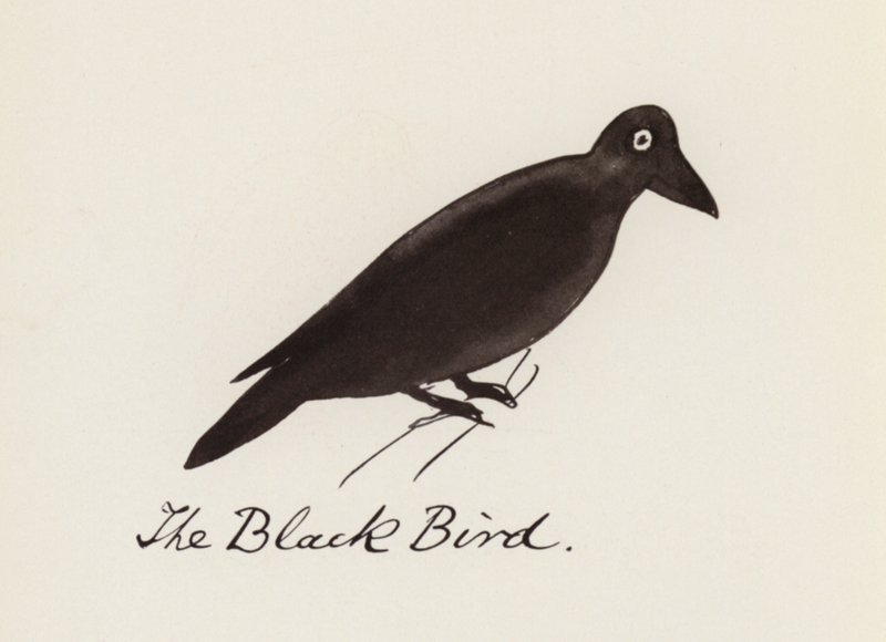 Edward Lear, The Bird Book: The Black Bird (färg litho) av Edward (after) Lear