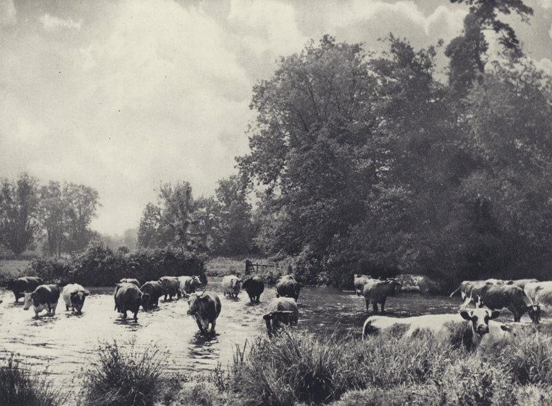 Kor som korsar Nadder (svartvitt foto) av Edward Alfred Barton
