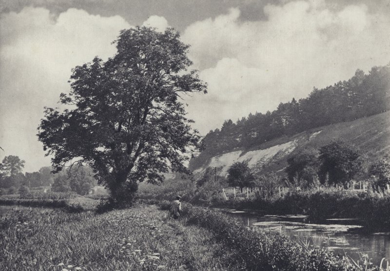 Den stora askan på Main Carrier, Leckford (svartvitt foto) av Edward Alfred Barton