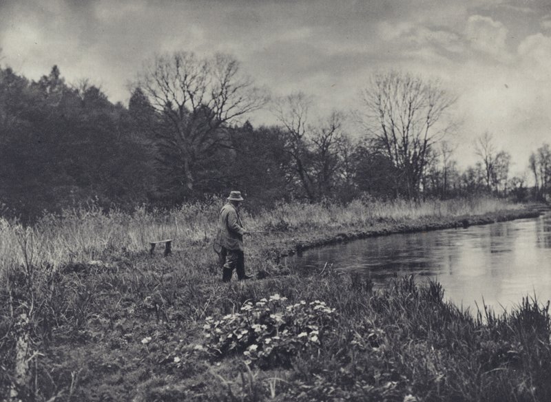 Vårens första kungsängsliljor (svartvitt foto) av Edward Alfred Barton