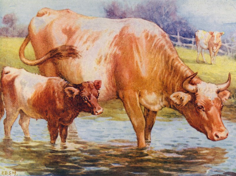 Kor och kalv (färg litho) av Edward Brice Montefiore