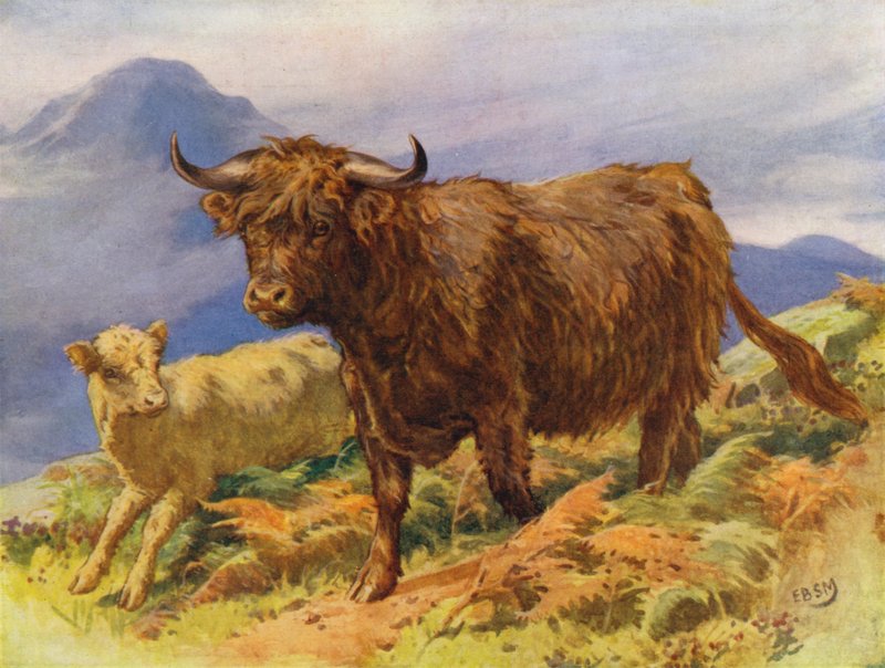 Highland ko och kalv (färg litho) av Edward Brice Montefiore