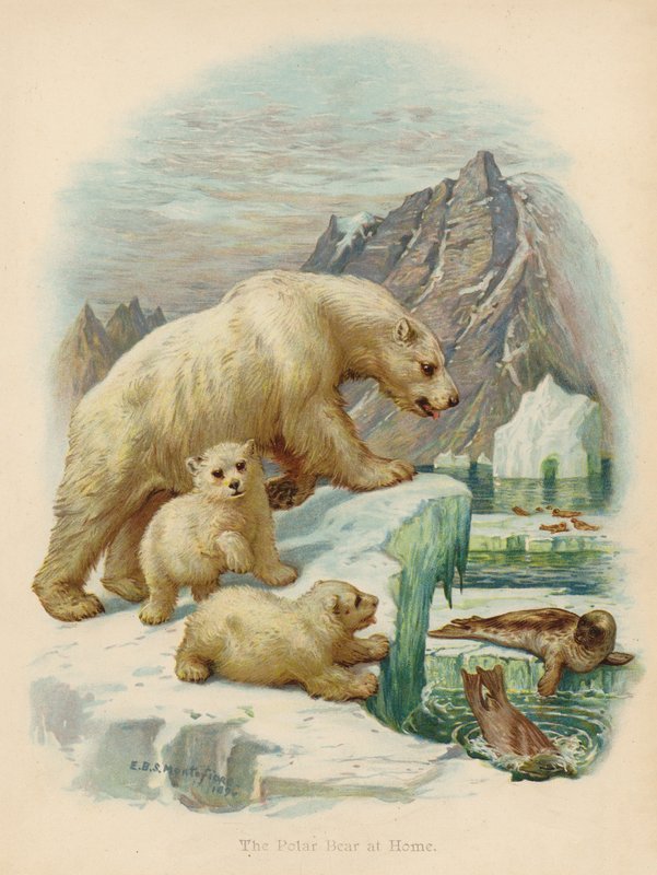 Isbjörnen hemma (färglitografi) av Edward Brice Montefiore