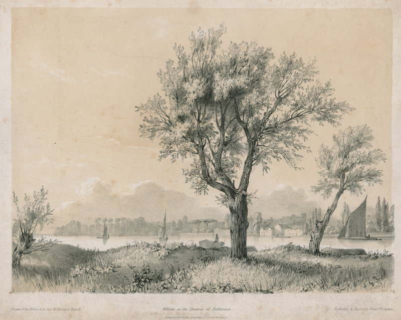 Willows på Themsen vid Battersea av Edward Hassell