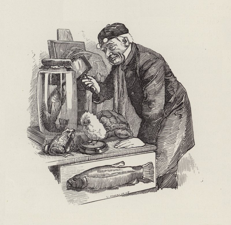 Illustration för The Water-Babies av Charles Kingsley (gravyr) av Edward Linley (after) Sambourne